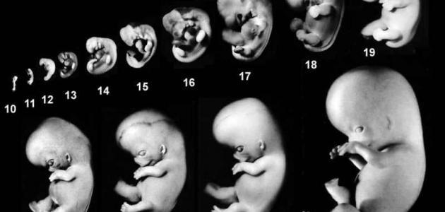 مراحل نمو الجنين في بطن امه , حامل وفي شهورك الاولى هام لكى اروع روعه