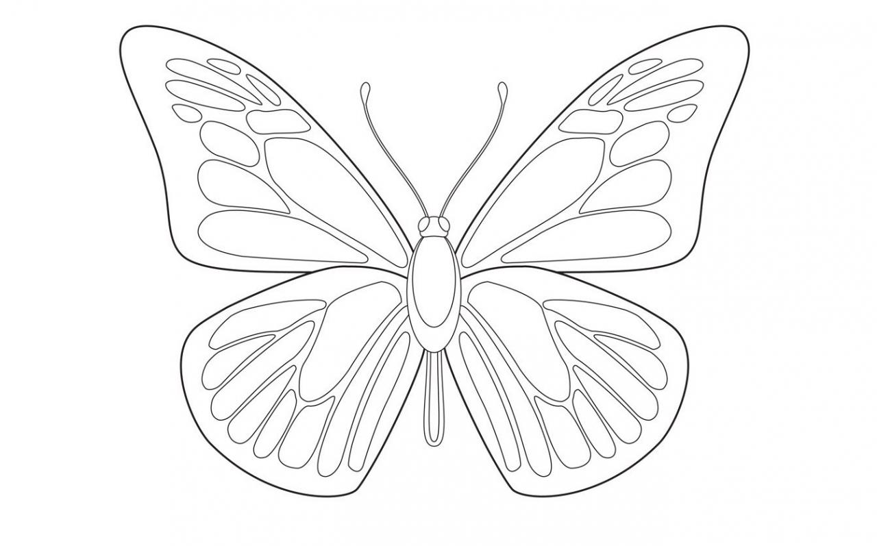 طريقة رسم الفراشة اسهل طريقة لرسم فراشة اروع روعه