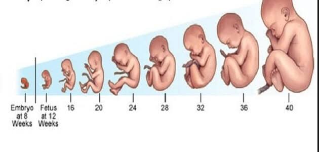 كم وزن الجنين في الشهر الخامس معلومات عن الحمل في الاسبوع 21 اروع روعه