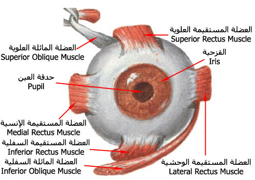 عضلات جسم الانسان بالصور - شرح واسماء العضلات 2548 2