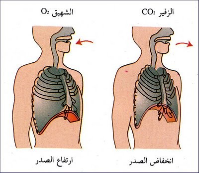 ما هو اذا اسرعت اكثر صعب عليك التقاطه اكثر - لن تلطقت انفاسك وهي سريعه 1599 3