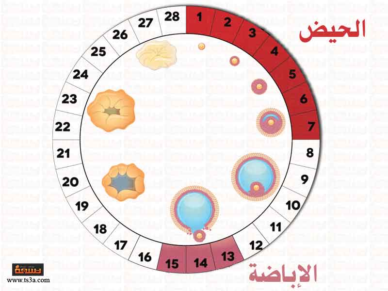 ايام التبويض لحدوث الحمل - كيفية حساب ايام التبويض 11189 2