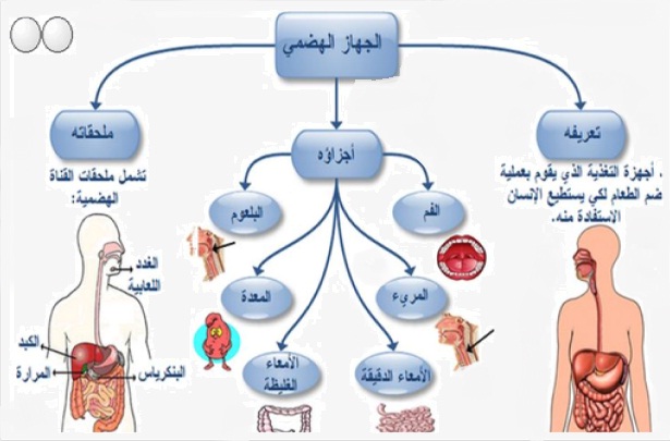 طرق وقاية الجهاز الهضمي - علاج الاضطرابات التى تحدث بالمعده 2424 1