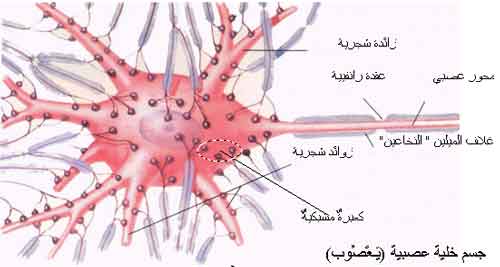 تاثير المخدرات على المشابك العصبية - التعاطي وتاثيره السلبي على صحة الانسان 2307 1