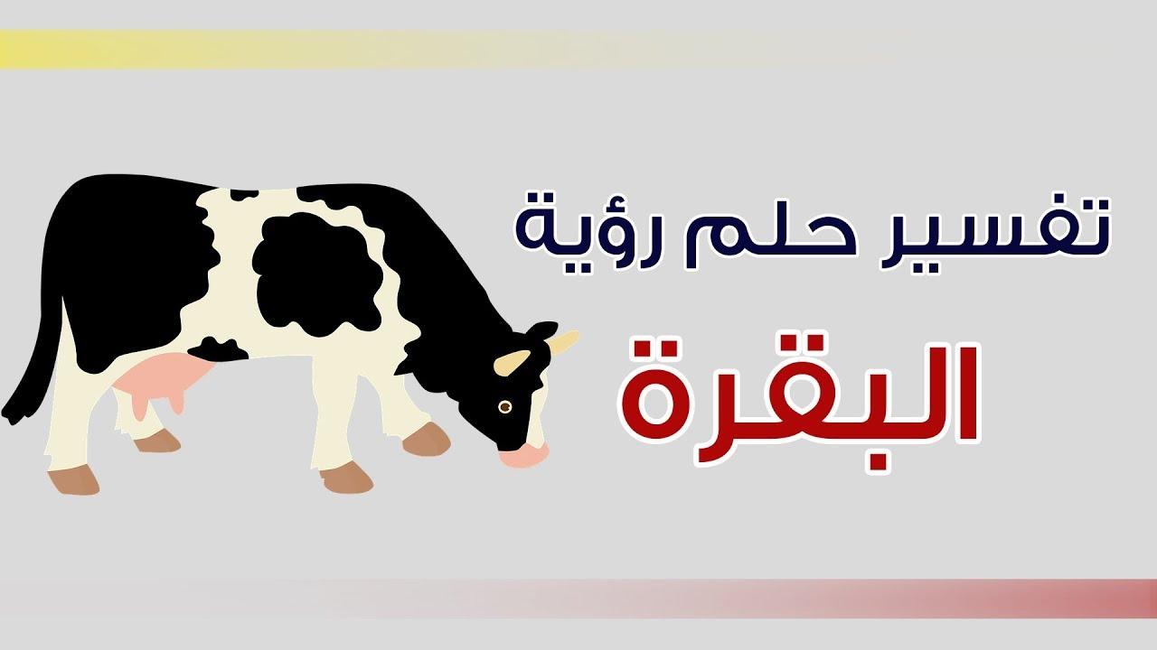 تفسير الاحلام البقرة , رؤية البقرة في المنام