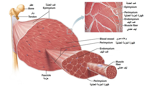 عضلات جسم الانسان بالصور - شرح واسماء العضلات 2548 9