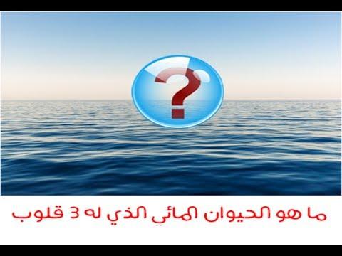 ما هو الحيوان المائى الذى له 3 قلوب , العاب الالغاز لتنميه الزكاء الرائعه ادخل هنا