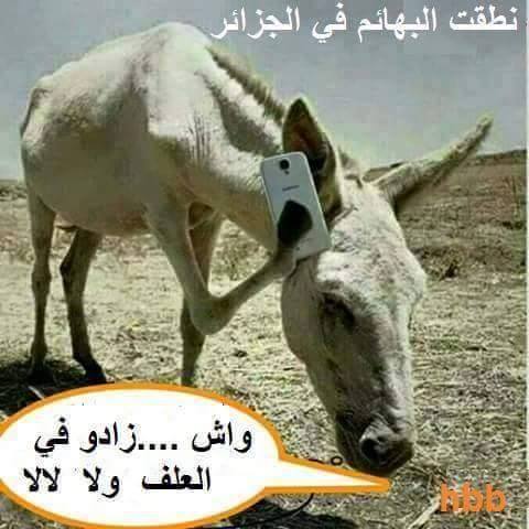 صور جزائرية مضحكة فيس - نكت مضحكه موت 253 7