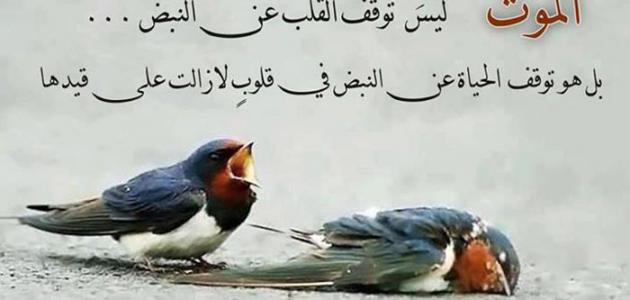 عبارات رائعة عن الحياة - فعلا الحياة تتجسد في هذه الصور 4499 1