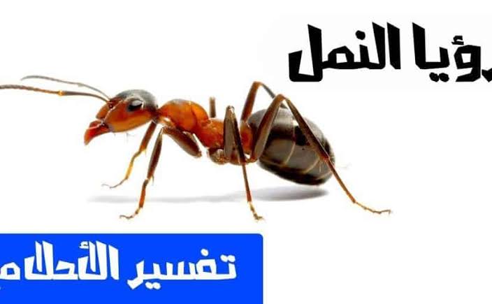 النمل في المنام - تفسير رؤيا النمل لابن سيرين 9573 2