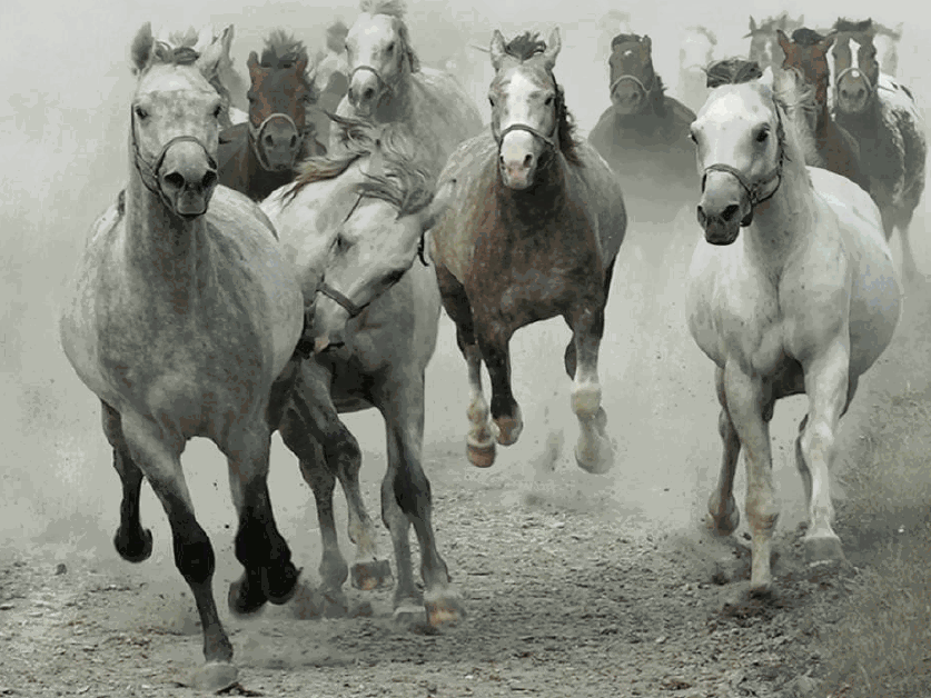 اجمل حصان - اروع الخيول الاصيله في السرعه والشكل 6857