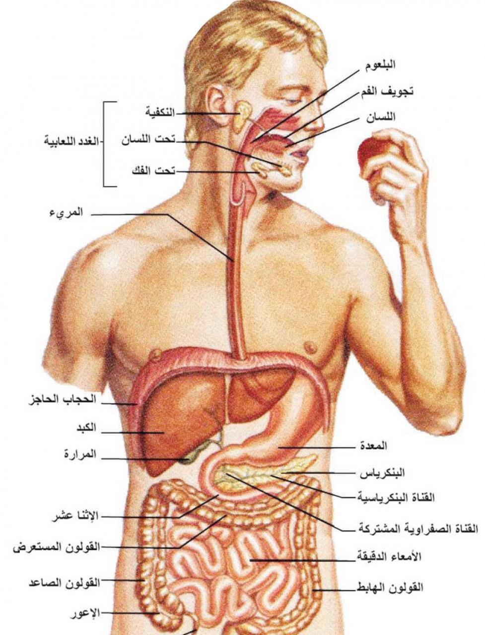 ما هو الانسان , اغرب وصف لهذا الكائن المفكر