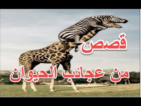 عجائب القصص الواقعية - من عجائب قصص الحيوانات 2717