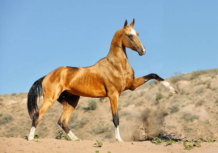 اجمل حصان - اروع الخيول الاصيله في السرعه والشكل 6857 4