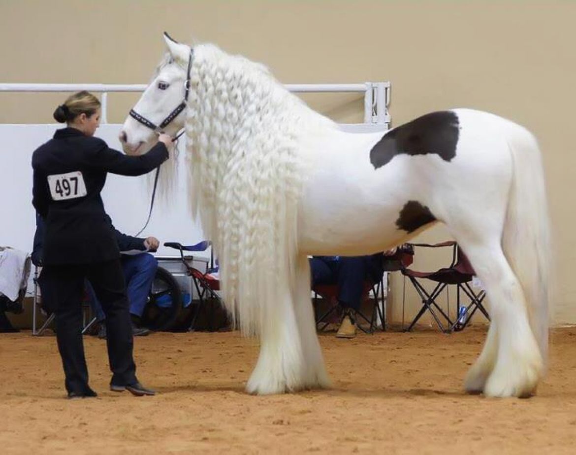 اجمل حصان - اروع الخيول الاصيله في السرعه والشكل 6857 1