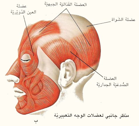 عضلات جسم الانسان بالصور - شرح واسماء العضلات 2548 4