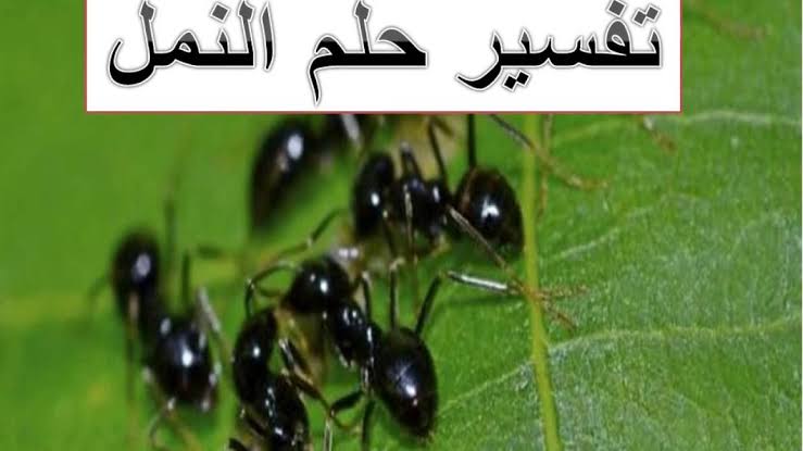 النمل في المنام - تفسير رؤيا النمل لابن سيرين 9573 1