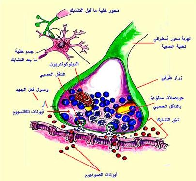 تاثير المخدرات على المشابك العصبية - التعاطي وتاثيره السلبي على صحة الانسان 2307