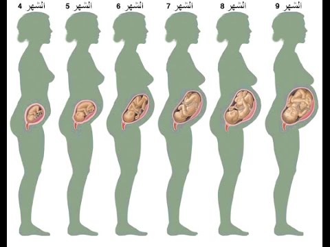 مراحل نمو الجنين في بطن امه - حامل وفي شهورك الاولى هام لكى 2671 1