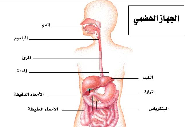 ما هو الانسان - اغرب وصف لهذا الكائن المفكر 10929