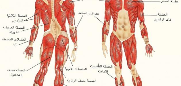 عضلات جسم الانسان بالصور - شرح واسماء العضلات 2548 10