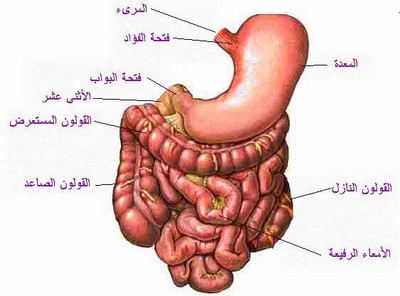 طرق وقاية الجهاز الهضمي , علاج الاضطرابات التى تحدث بالمعده