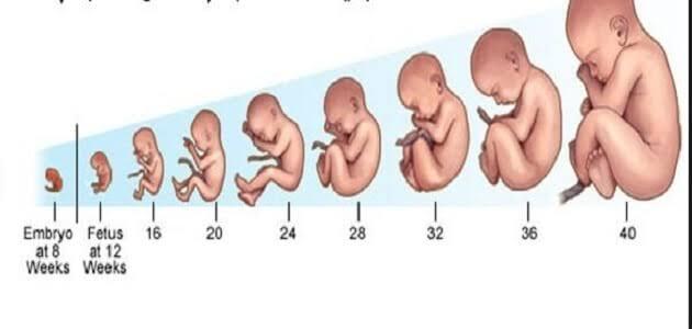 كم وزن الجنين في الشهر الخامس , معلومات عن الحمل في الاسبوع 21