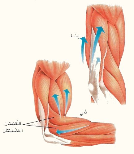 عضلات جسم الانسان بالصور - شرح واسماء العضلات 2548 3