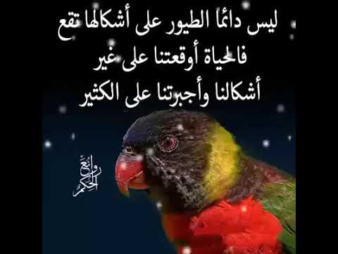 من روائع الكلمات والحكم - عبارة حكيمه من احد الحكماء روعه 6866 5