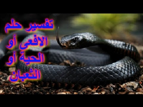 تفسير حلم لدغة الافعى - معني رؤيه عضة الثعبان في الحلم 2697 2