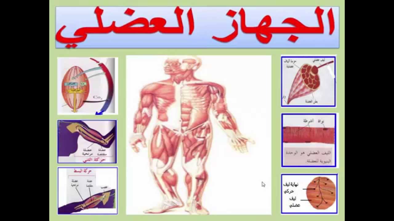 عضلات جسم الانسان بالصور , شرح واسماء العضلات