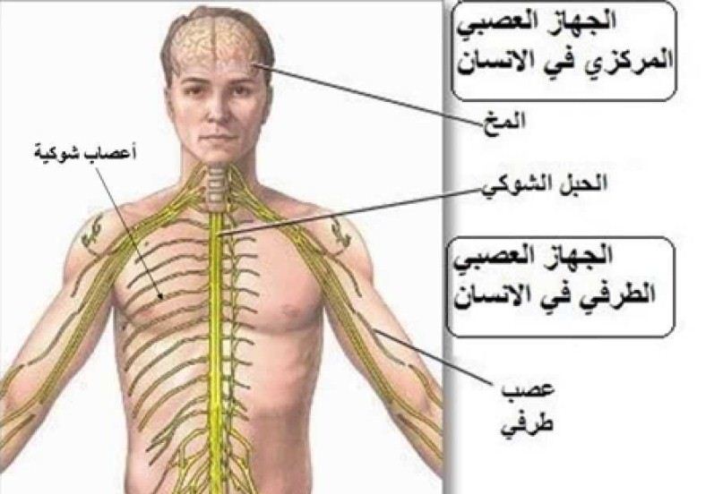 ما هو الانسان - اغرب وصف لهذا الكائن المفكر 10929 1