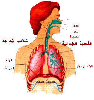 ما هو اذا اسرعت اكثر صعب عليك التقاطه اكثر - لن تلطقت انفاسك وهي سريعه 1599