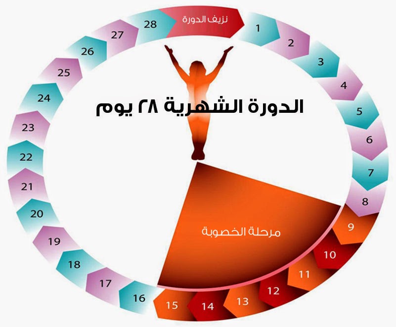 كيفية حساب الدورة الشهرية , فائده حساب دورتك الشهريه