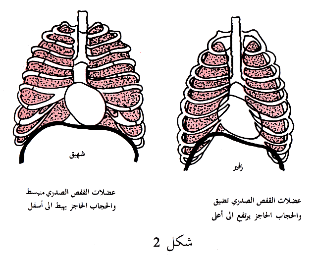 ما هو اذا اسرعت اكثر صعب عليك التقاطه اكثر - لن تلطقت انفاسك وهي سريعه 1599 1