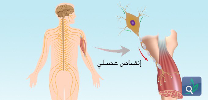 عضلات جسم الانسان بالصور - شرح واسماء العضلات 2548 8