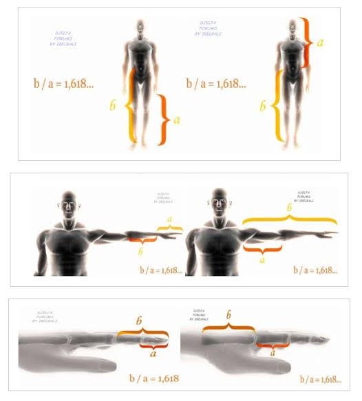 الرقم الذهبي في جسم الانسان - مفهوم النسبه الذهبيه لجسم الانسان 13373 1