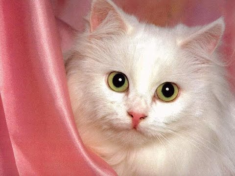35 6 صور قطط رائعة , ايه الجمال و الرقة دى سناء بدر