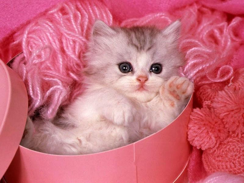 35 صور قطط رائعة , ايه الجمال و الرقة دى سناء بدر