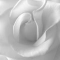 363 7 اجمل واحلى صورة بيضاء - اروع صور خلفيات بيضاء مراد حسون