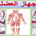 2548 11 عضلات جسم الانسان بالصور , شرح واسماء العضلات حمامة الرياض