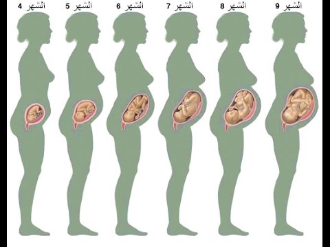 مراحل نمو الجنين في بطن امه حامل وفي شهورك الاولى هام لكى اروع روعه