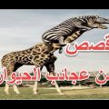 2717 1 عجائب القصص الواقعية , من عجائب قصص الحيوانات حمامة الرياض
