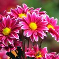 3845 10 اروع زهور في العالم - اعملي بوكية مميز من اروع الورد العالمية سناء بدر