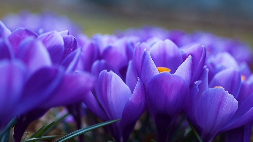 3849 1 ورود رائعة الجمال - صور زهور ساحرة خلابة بالوانها سناء بدر