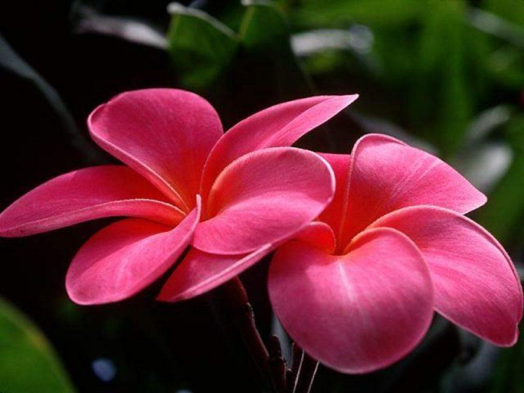 3849 6 ورود رائعة الجمال - صور زهور ساحرة خلابة بالوانها سناء بدر