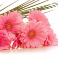 3849 9 ورود رائعة الجمال - صور زهور ساحرة خلابة بالوانها خالد جميل