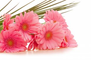 3849 9 ورود رائعة الجمال - صور زهور ساحرة خلابة بالوانها سناء بدر