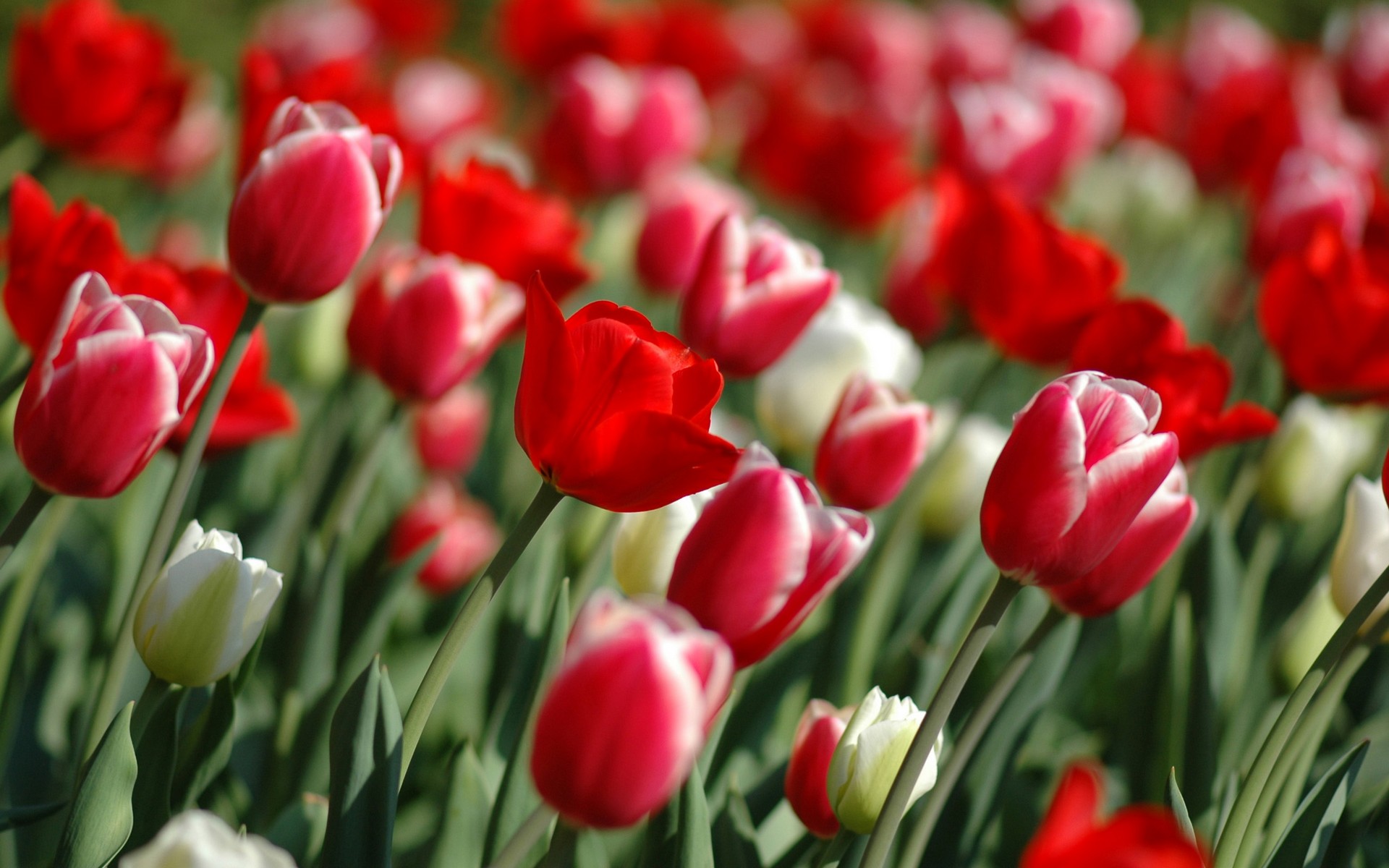 3849 ورود رائعة الجمال - صور زهور ساحرة خلابة بالوانها سناء بدر