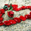 3653 5 صور من اروع الصور - اروع صورة الورود سناء بدر